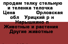 продам телку стельную и теленка(телочка) › Цена ­ 65 000 - Орловская обл., Урицкий р-н, Нарышкино п. Животные и растения » Другие животные   